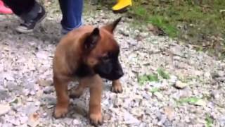 Chiots malinois à 6 semaines de Bahia amp Farouk  2013 [upl. by Hersh]