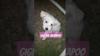 Hello to Gigi the Jackapoo jackapoo doglover dog puppy puppies cutedog puppyface lovepup [upl. by Ybba]