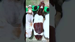 🔸Call 0300 0582766Chatni Cattle Farm 2024 ❤️We are having Mid range cows ❤️ [upl. by Oilicec883]