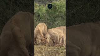 Lionesses Clash Over the Last Spoils in Amboseli A Dramatic Showdown wildlife safarisightings [upl. by Mendoza]