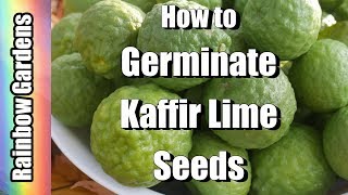 How to Germinate Kaffir Lime and Citrus Seeds [upl. by Aicilat]