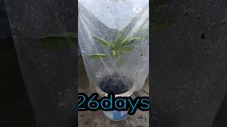 How To Grow Chilli From CuttingHow To Grow Chillies From Seedshortyoutubechilli plant [upl. by Kataway]