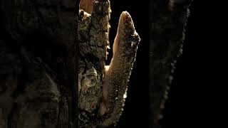 Leaf Tailed Gecko learn gecko wildlife education dallasaqarium [upl. by Stephi]