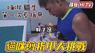 小貓剪指甲三招教學小猫剪指甲三招教学 從零開始小貓的日常基本照顧剪指甲篇貓咪指甲該怎麼剪小貓嗨啾貓生第一次剪指甲大挑戰能順利成功嗎貓飼養須知寵物互動親子互動生態教育 [upl. by Carry]