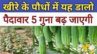 खीरे के पौधे में यह डालो पैदावार 5 गुना बढ़ जाएगी  khera ki kheti kaise karen  khira ki kheti [upl. by Ronen]