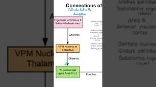 Connections of the Thalamic nuclei shorts Anatomy mbbs education [upl. by Bendix]