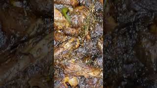 Vegan Brown Stew Chicken  Easy Caribbean Comfort Food Recipe [upl. by Rodolph]