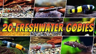 20 Different Freshwater Gobies For Your Aquarium  Rare amp Common Goby Types [upl. by Ratep]