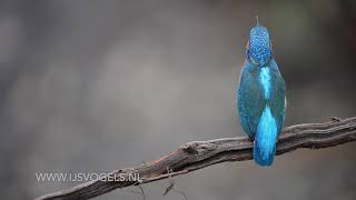 IJsvogel geluid  Kingfisher sound [upl. by Rhianon785]