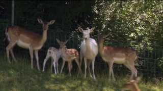 Swisslos Wildpark Mühletäli Olten SO [upl. by Atla]