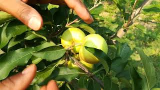 Russeting  Apple and Pear  High Density Planting  Dr YSPUHampF  Solan  HP  Dr Niranjan Singh [upl. by Arahahs]