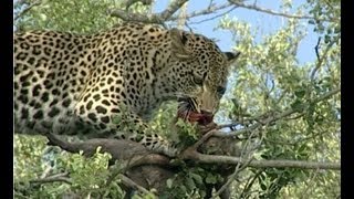 Leopards Tenacious Quest for Monkey Feast [upl. by Aneehs]