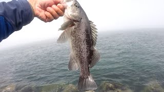 newport oregon jetty fishing rock bass august 23 2014 [upl. by Eiramanna]