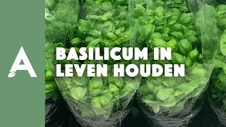 Basilicum in leven houden I Een groener thuis 22 I Angelo Dorny [upl. by Enelyaj]