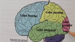 la sensibilité consciente  le cerveau [upl. by Schaab942]