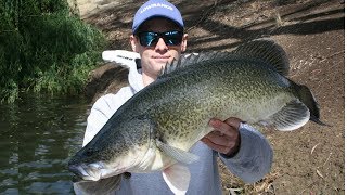 Murray Cod and Yellowbelly Fishing For Natives 2018 [upl. by Amelie]