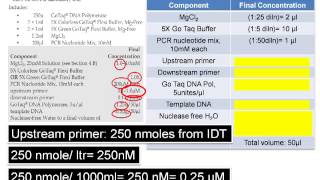 Assemble PCR Assay The DNA Lab [upl. by Iztim]