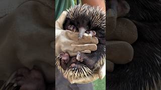 Echidnas🦔❤️🦔 echidna australia sandiegozoosafaripark sdzsafaripark [upl. by Sulecram]