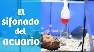 El sifonado 🚿  Mantenimiento del acuario [upl. by Notgnirrab]