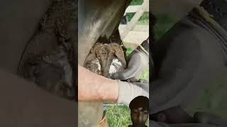 Horse foot cleaner satisfying cleaning wow horse subscribe like [upl. by Bromleigh]