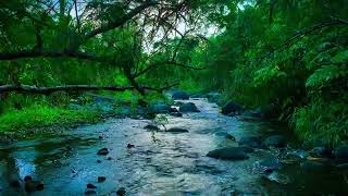 Relaxing River Sound Listen to the calming sound of the river and you will definitely sleep sound [upl. by Auhel]