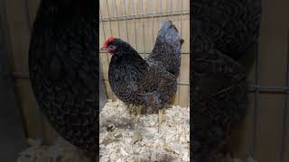 A beautiful blue laced barnevelder hen [upl. by Eylloh]