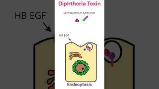 Diphtheria toxin mode of action toxins diphtheria animation [upl. by Namwob]