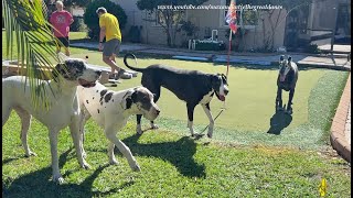 Five Funny Water Loving Great Danes Enjoy Their Florida Staycation Vacation [upl. by Aziul]