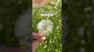 Dandelions on our way to Germany dandelions travel nature inspiration shorts photography [upl. by Carolle]