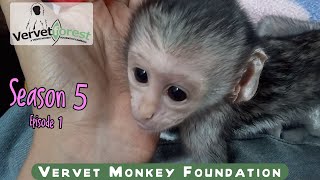 Season 5 has begun little orphan baby monkey Roddy the first to arrive orphan Charlotte doing well [upl. by Konrad28]