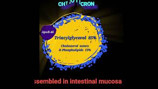 Chylomicrons Metabolism Made Easy [upl. by Kifar]