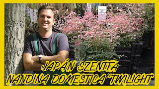 Japán szentfa Nandina domestica Twilight [upl. by Astrea]