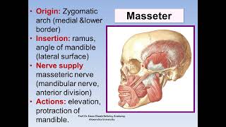 Anatomy of muscles of mastication [upl. by Ahcila]