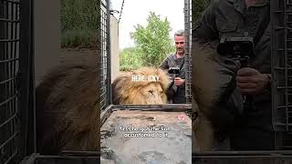 How to Transport LIONS [upl. by Iew]