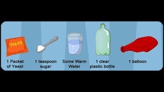 Sugar Yeast Experiment [upl. by Talbott854]