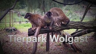 Tierpark Wolgast wunderschöner Zoo an der Ostsee Nähe der Insel Usedom [upl. by Sorcha]