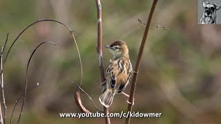 Bird Call ZITTING CISTICOLA Singapore [upl. by Drarehs841]