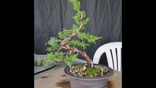 How To Make A Juniper Bonsai For Under 3000 [upl. by Nanreh]