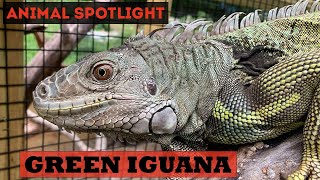 Animal Spotlight  Green Iguana [upl. by Trebmal]