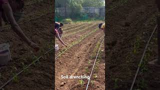 Soil Drenching for chilli farmchillifarming drenching agriculture [upl. by Asilehs952]