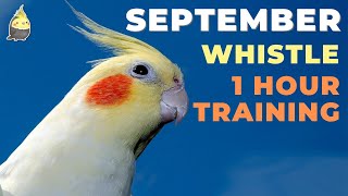 SEPTEMBER WHISTLE with bird sound  Cockatiel Singing  Cockatiel Bird  Parrot Training [upl. by Acissev]