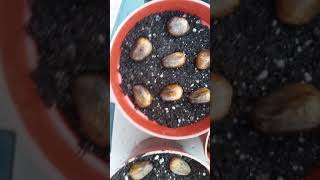 How to Germinate  Breadnut Seeds Artocarpus Camansi [upl. by Airamzul]