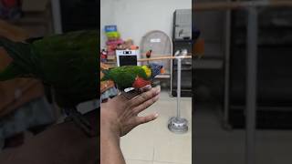 Lorikeet Price in india lorikeet birds [upl. by Bohlen]