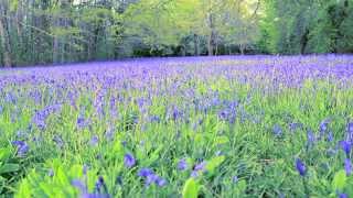 Cornwall swathed in stunning carpets of bluebells [upl. by Isyed]