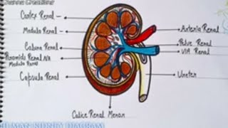 A diagrammatic of human kidney manav ki kidney ka diagram  handmade [upl. by Currey]