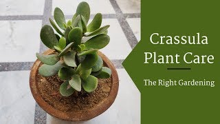 Crassula Plant Care Hindi  How To Grow amp Care Crassula Plant in Pots  Crassula Ovata [upl. by Rafiq341]