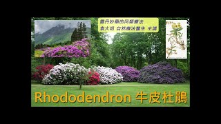 《靈丹妙藥的同類療法》 EP245  牛皮杜鵑 Rhododendron Chrysanthum [upl. by Gran]