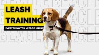 Ultimate Guide to Leash Training your Beagle [upl. by Rocray475]