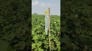 pink bollworm traps [upl. by Marybella867]