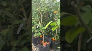 Satsumas 🍊 Madison Citrus Nursery owari satsuma madisoncitrusnursery [upl. by Roosnam24]